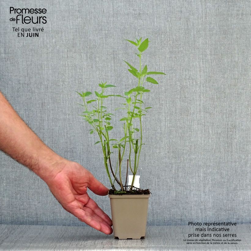 Ejemplar de Agastache Serpentine - Agastache hybride Godet de 9cm entregado en verano