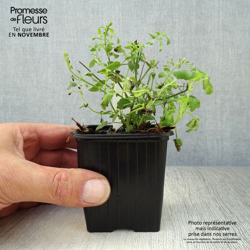 Ejemplar de Agastache aurantiaca Tango Maceta de 8/9 cm entregado en otoño