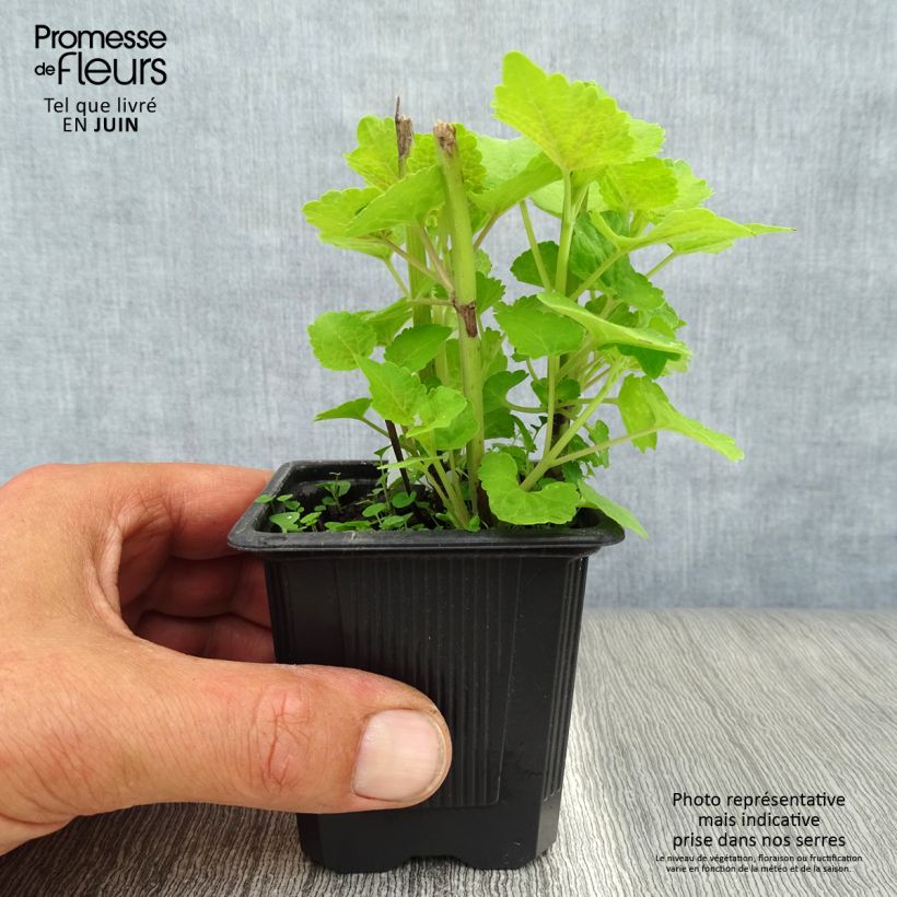 Ejemplar de Agastache foeniculum Golden Jubilee - Hisopo anís Maceta de 7/8 cm entregado en verano