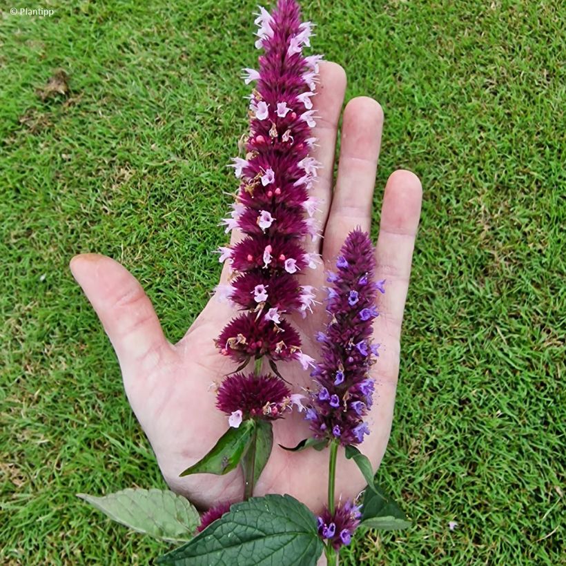 Agastache Beelicious Pink (Floración)