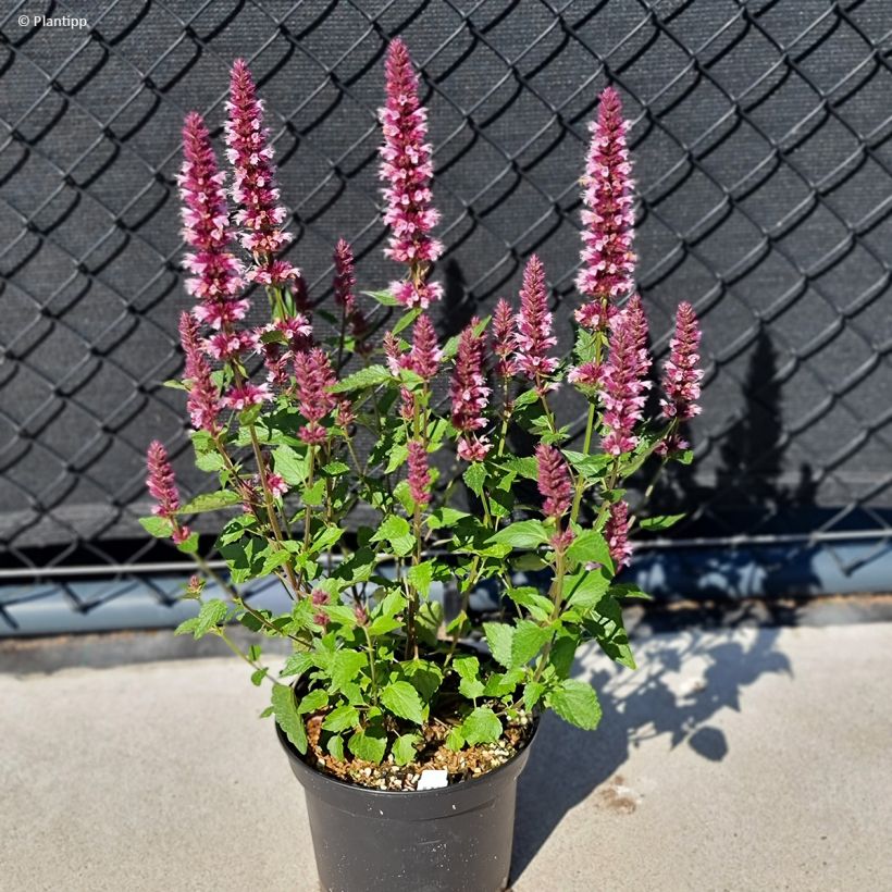 Agastache Beelicious Pink (Porte)