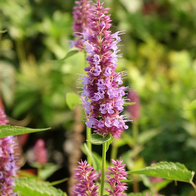 Agastache Beelicious Purple ‘Agapd’ (Floración)