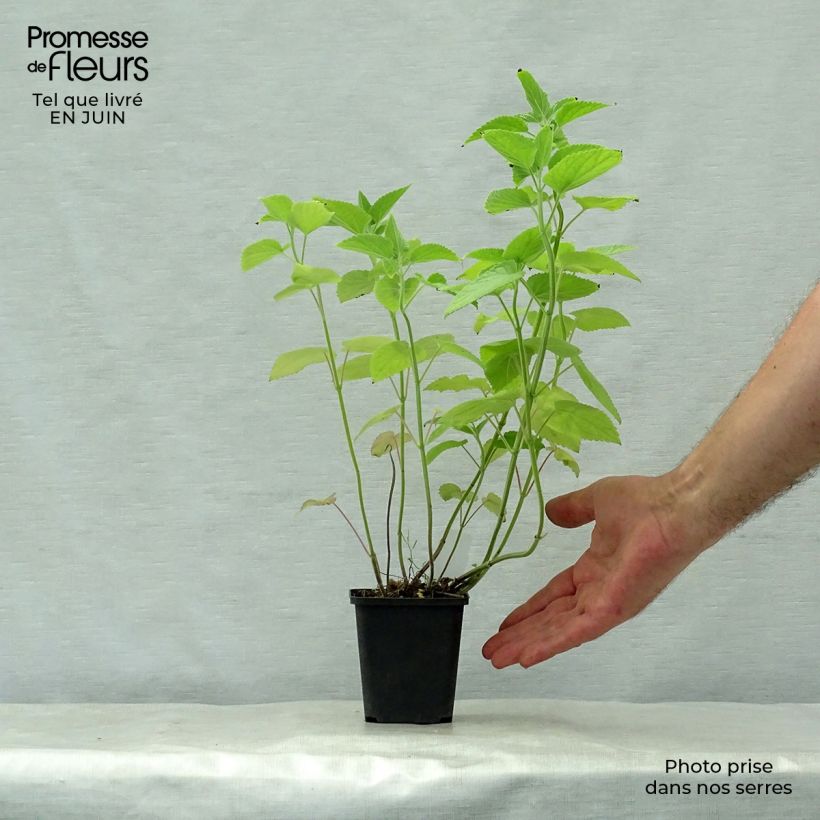 Ejemplar de Agastache nepetoides Fuji no Yuki Maceta de 8/9 cm entregado en verano