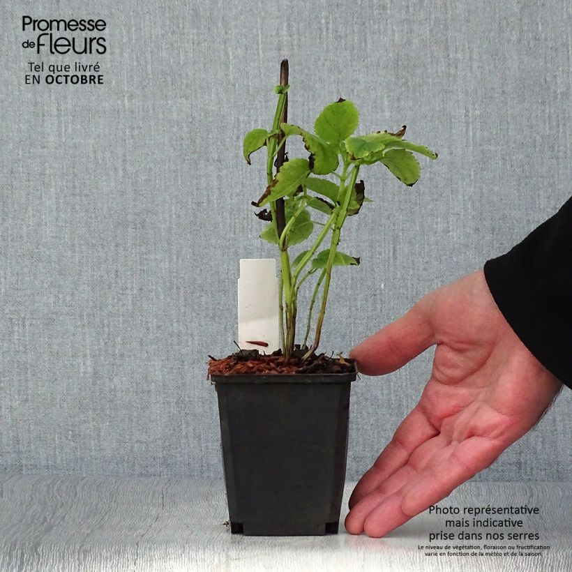 Ejemplar de Agastache nepetoides Fuji no Yuki Maceta de 8/9 cm entregado en otoño