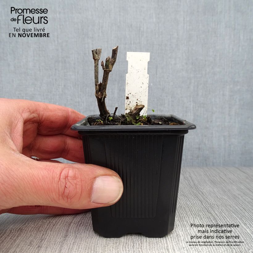 Ejemplar de Agastache rugosa Alabaster - Menta coreana Maceta de 8/9 cm entregado en otoño