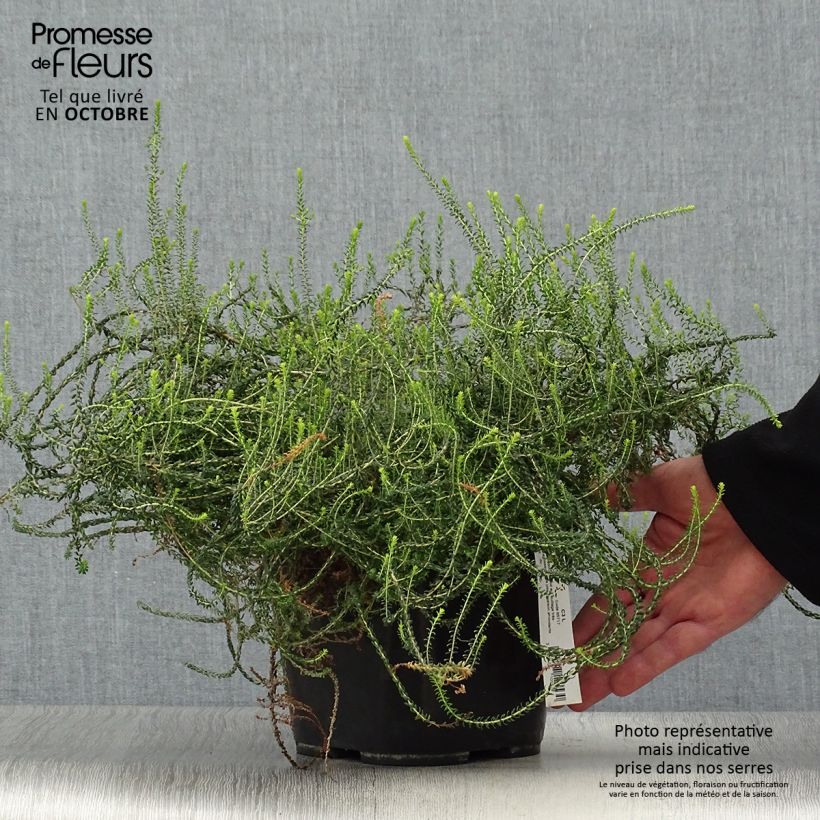 Ejemplar de Agathosma capensis - Buchu Maceta 2L/3L entregado en otoño