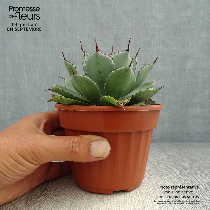 Ejemplar de Agave Kikijokan Maceta de 12 cm / 13 cm entregado en otoño