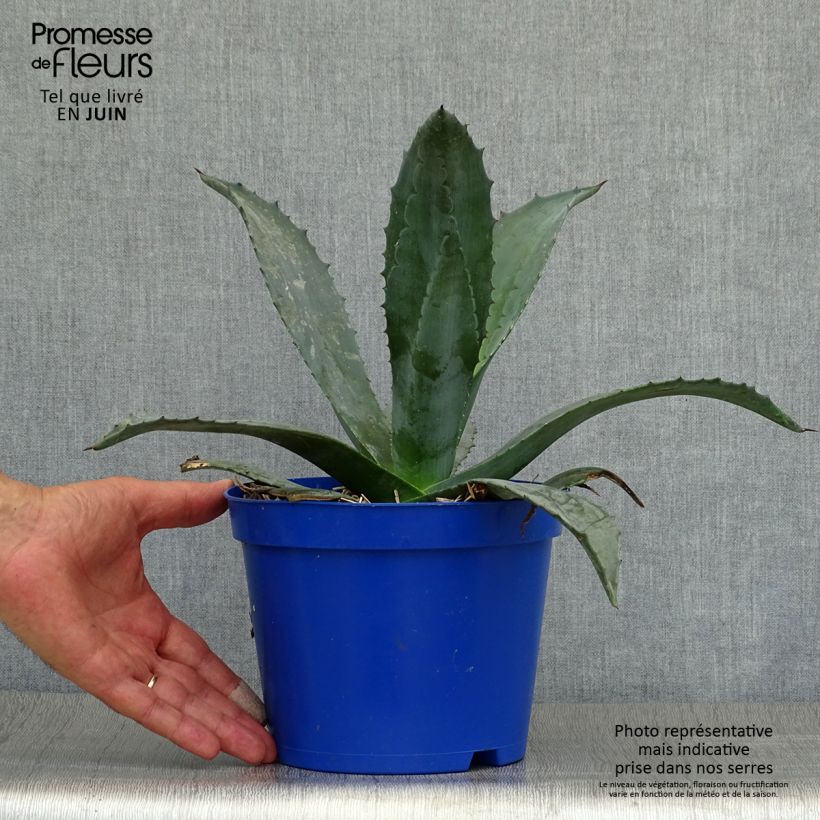 Ejemplar de Agave americana Maceta 2L/3L entregado en verano