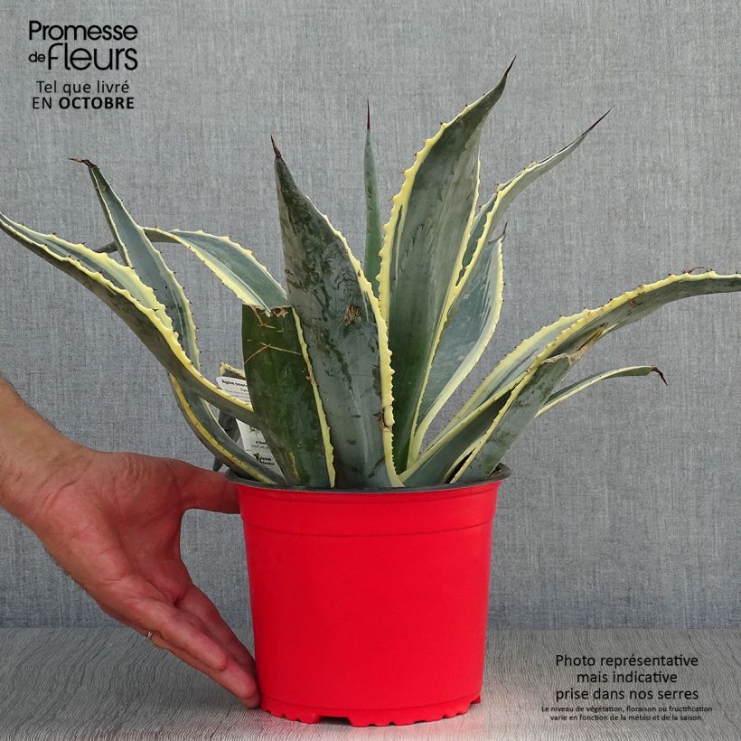 Ejemplar de Agave americana Variegata Maceta 2L/3L entregado en otoño