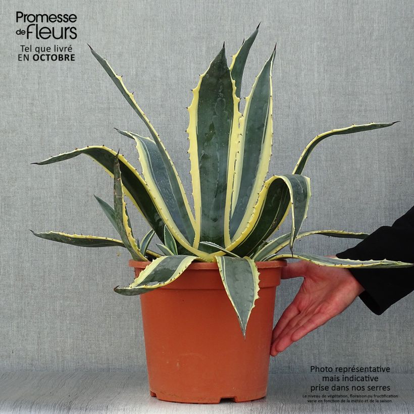 Ejemplar de Agave americana Variegata Maceta 7,5L/10L entregado en otoño