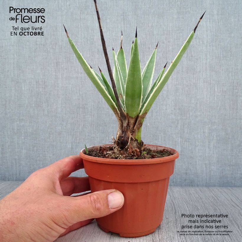 Ejemplar de Bacanora - Agave angustifolia Marginata Maceta de 12 cm / 13 cm entregado en otoño