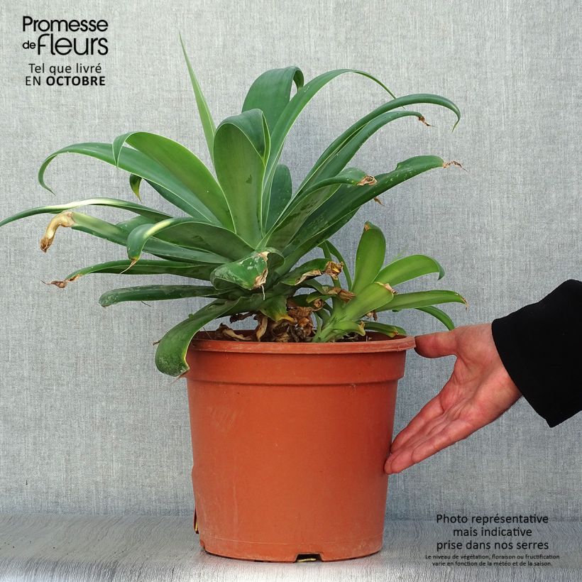 Ejemplar de Ágave del dragón - Agave attenuata Maceta 7,5L/10L entregado en otoño