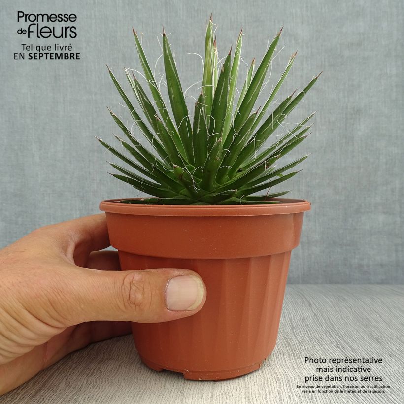 Ejemplar de Cabuyo - Agave filifera Maceta de 8/9 cm entregado en otoño