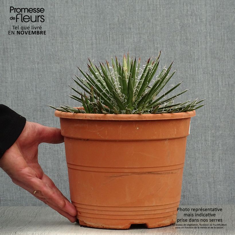 Ejemplar de Cabuyo - Agave filifera Maceta 1,5L/2L entregado en otoño