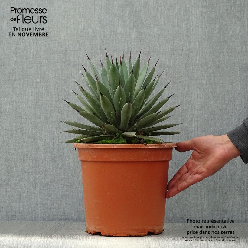 Ejemplar de Agave macroacantha Maceta 7,5L/10L entregado en otoño
