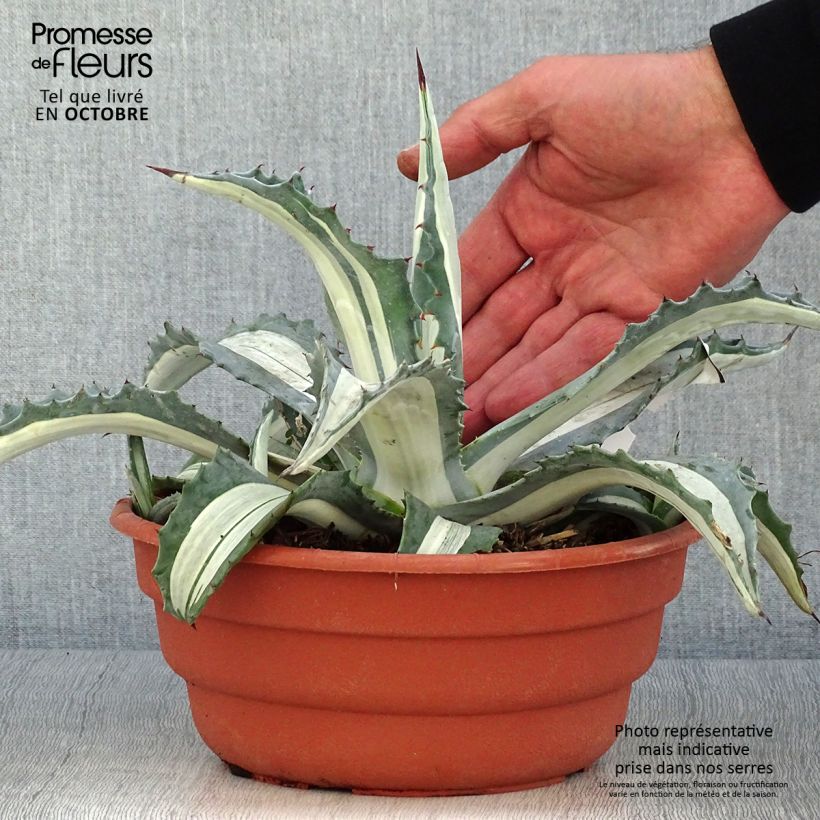 Ejemplar de Agave americana mediopicta Alba Maceta 2L/3L entregado en otoño