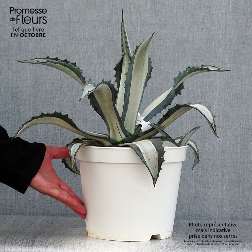 Ejemplar de Agave americana mediopicta Alba Maceta 7,5L/10L entregado en otoño