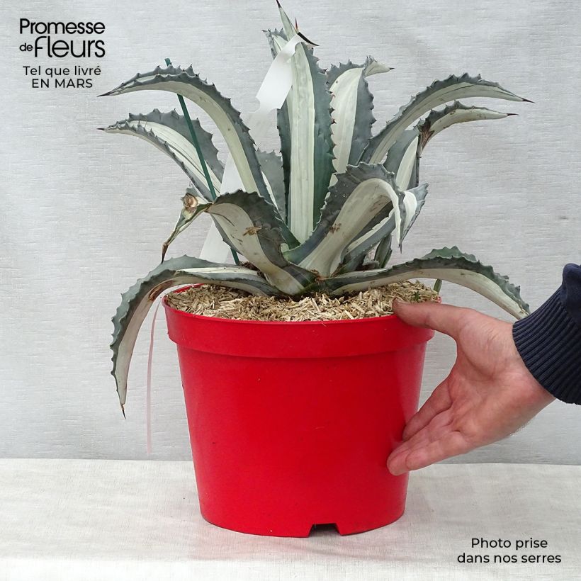 Agave americana mediopicta Alba Maceta 7,5L/10LAltura de entrega aprox. 40/60cm Ejemplar entregado en la primavera