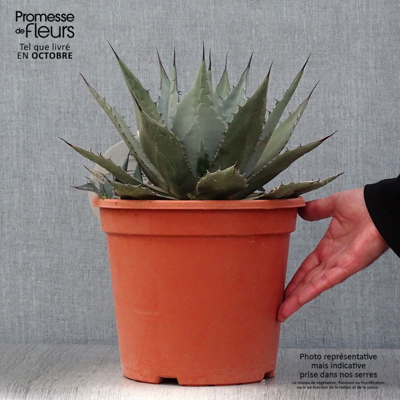 Ejemplar de Mezcal - Agave parryi var. neomexicana Maceta 7,5L/10L entregado en otoño