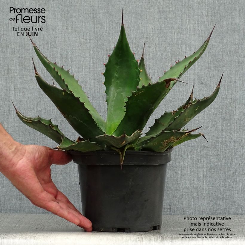 Ejemplar de Ágave férox - Agave salmiana Maceta 3L/4L entregado en verano