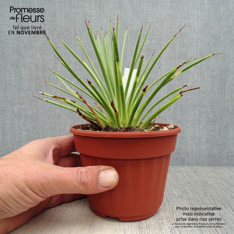 Ejemplar de Agave stricta Nana Maceta de 12 cm / 13 cm entregado en otoño