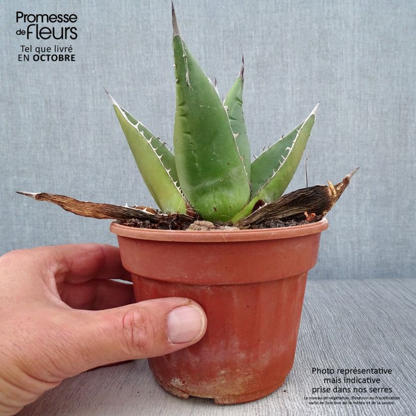 Ejemplar de Agave titanota Maceta de 12 cm / 13 cm entregado en otoño