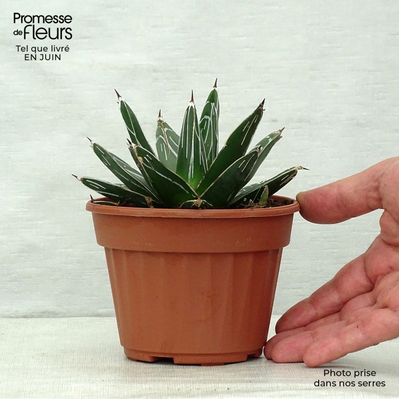 Ejemplar de Ágave de la Reina Victoria - Agave victoriae-reginae Maceta de 12 cm / 13 cmAltura de entrega aprox. 5cm entregado en verano