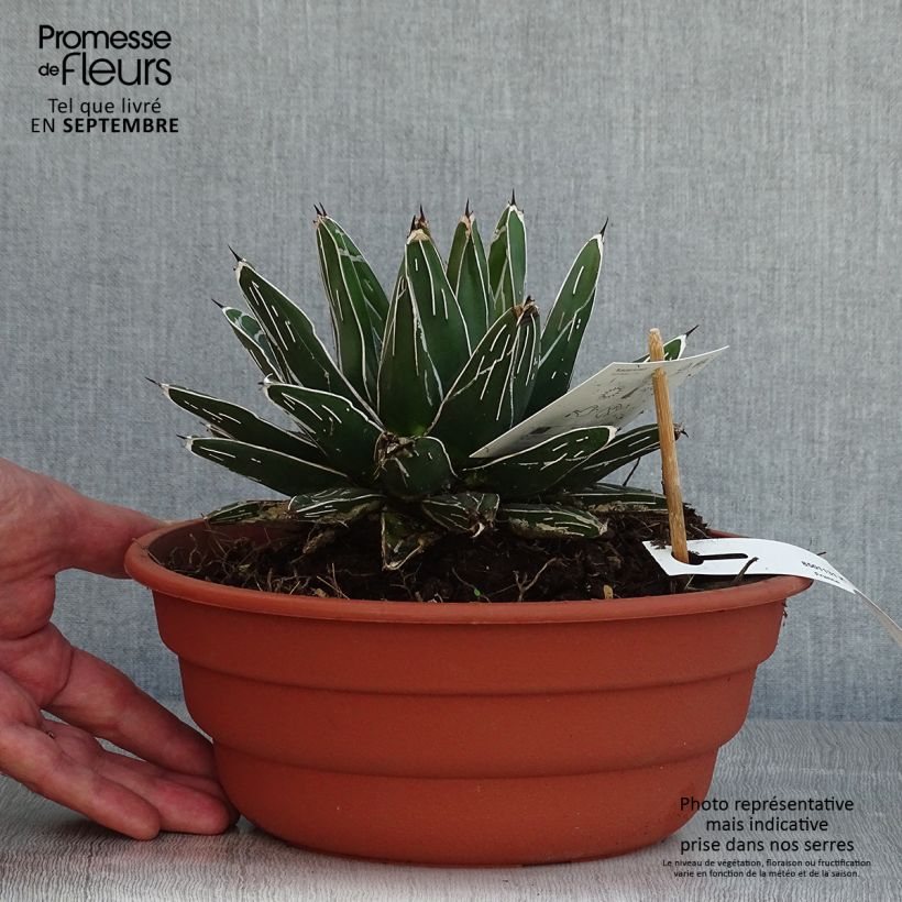 Ejemplar de Ágave de la Reina Victoria - Agave victoriae-reginae Maceta 4L/5LAltura de entrega aprox. 5/10cm entregado en verano