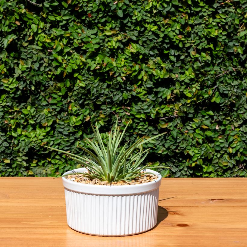 Agave stricta Nana (Porte)