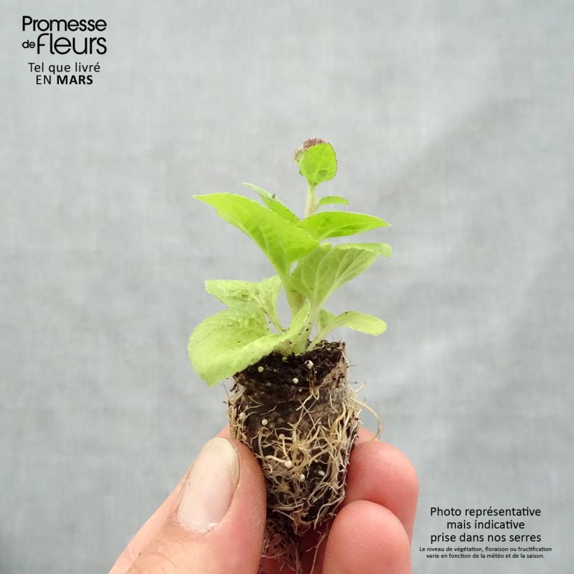 Ageratum houstonianium Cushion Violet minicepellón: Ø 1,5/2,5 cm Ejemplar entregado en la primavera