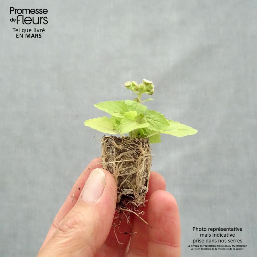 Ageratum houstonianium Cushion White minicepellón: Ø 1,5/2,5 cm Ejemplar entregado en la primavera