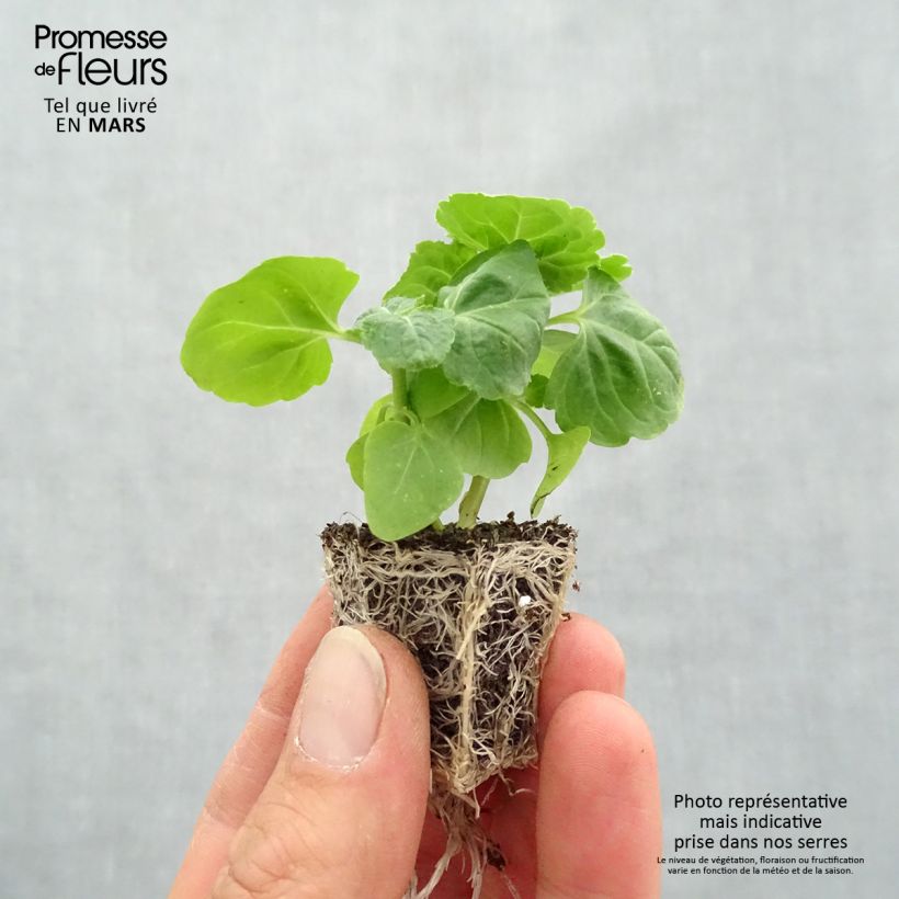 Ageratum houstonianium Packstar Blue Bandeja de semillero: cepellón 3,8 cm x 3,2 cm en bandeja de cultivo por 16 Ejemplar entregado en la primavera