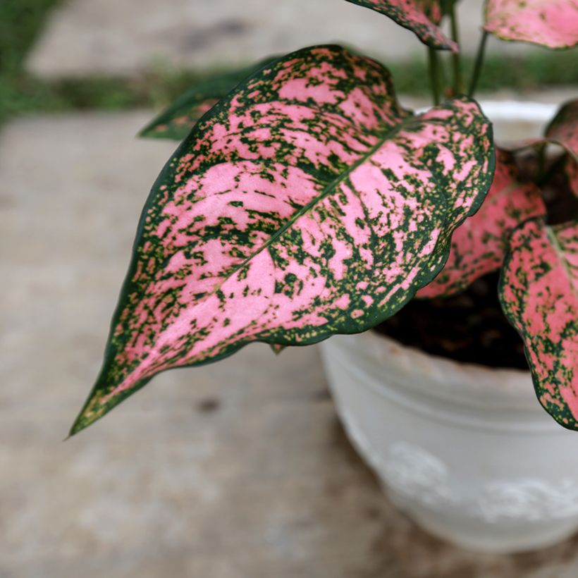 Aglaonema Red Valentine (Follaje)