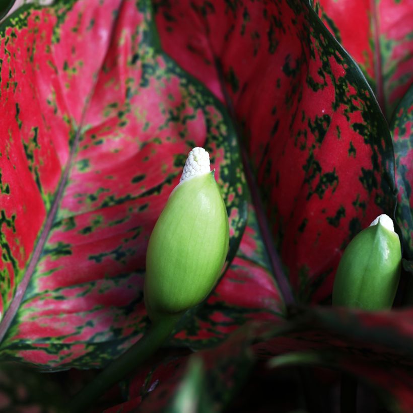 Aglaonema Red Valentine (Floración)