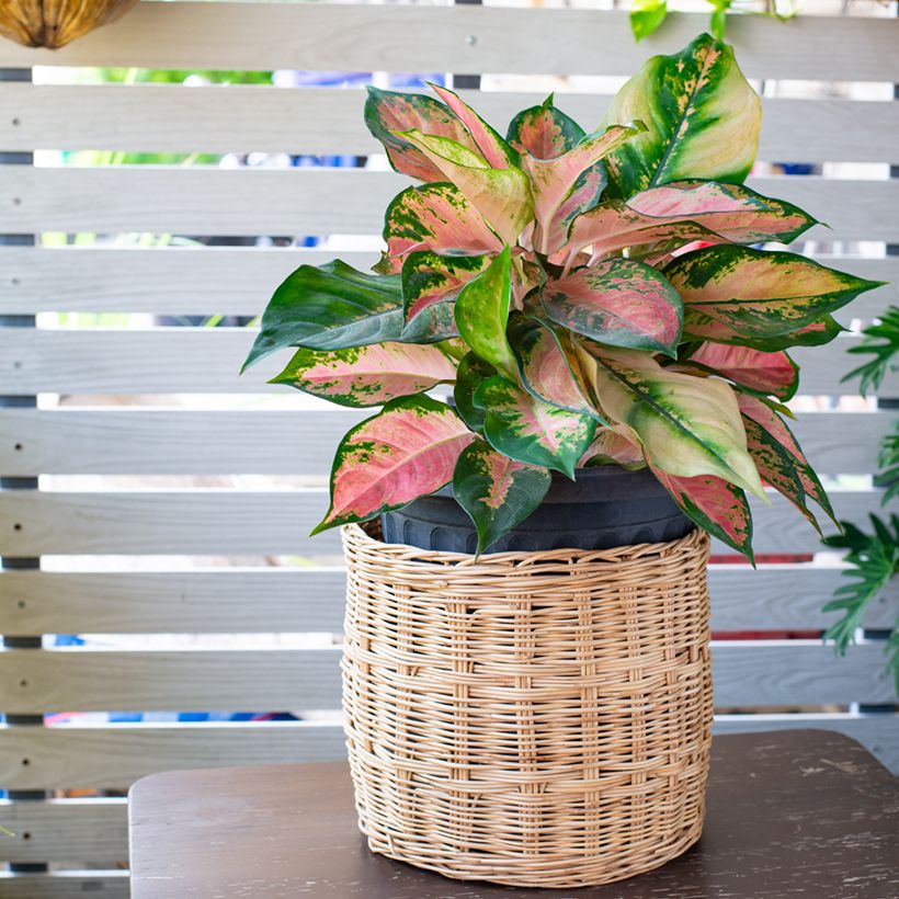 Aglaonema Red Valentine (Porte)