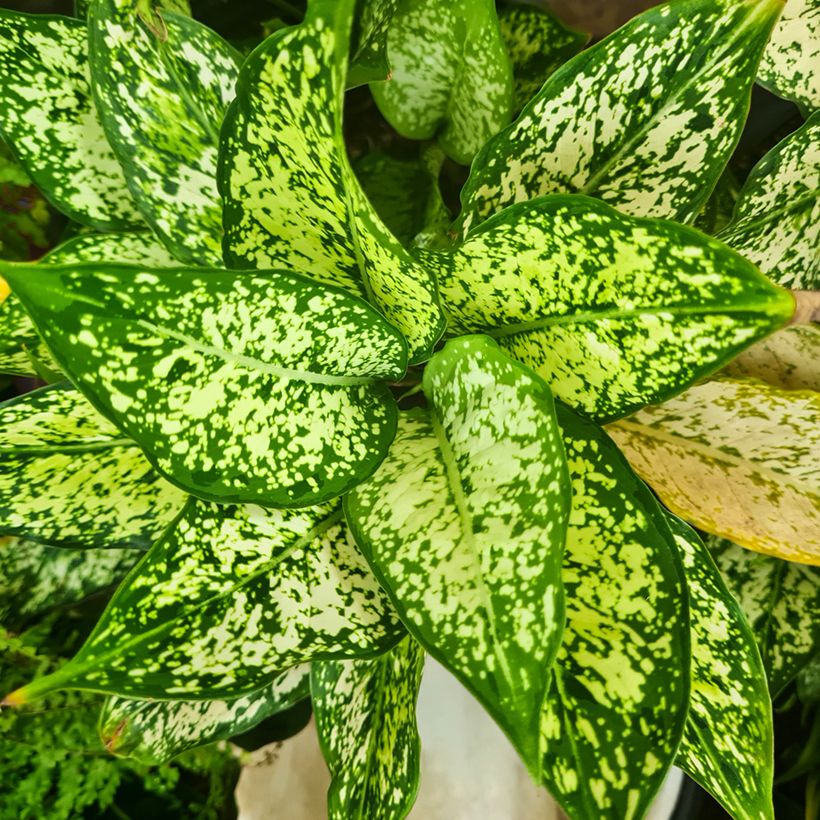 Aglaonema Snowflake (Follaje)