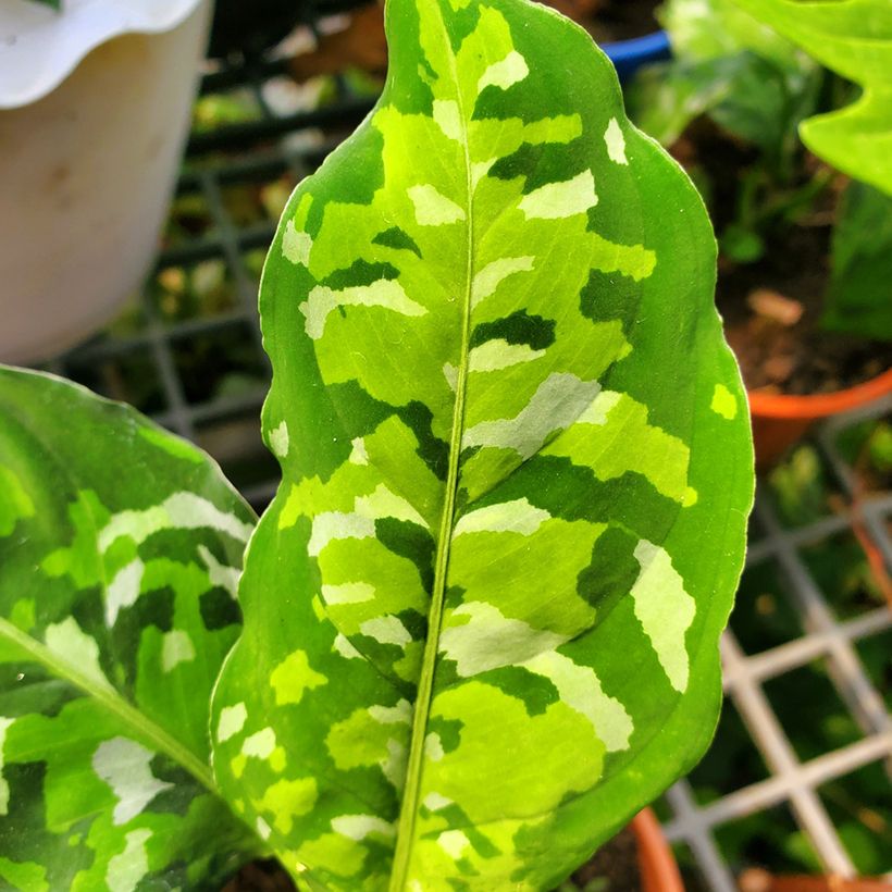 Aglaonema pictum Tricolor (Follaje)