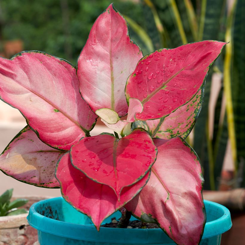 Aglaonema Red Zircon (Follaje)