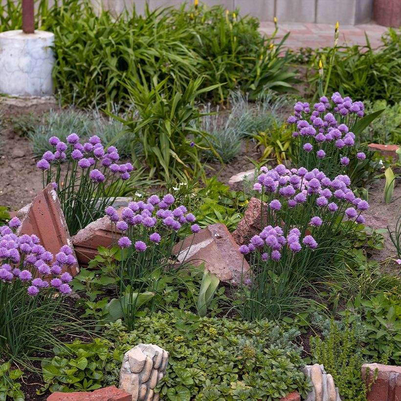 Allium Serendipity - Ajo decorativo (Porte)