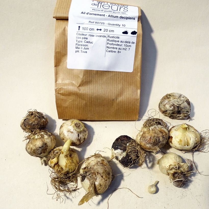 Ejemplo de ejemplar de Allium decipiens - Ajo decorativo Bulbo calibre 8+ tal y como se entrega