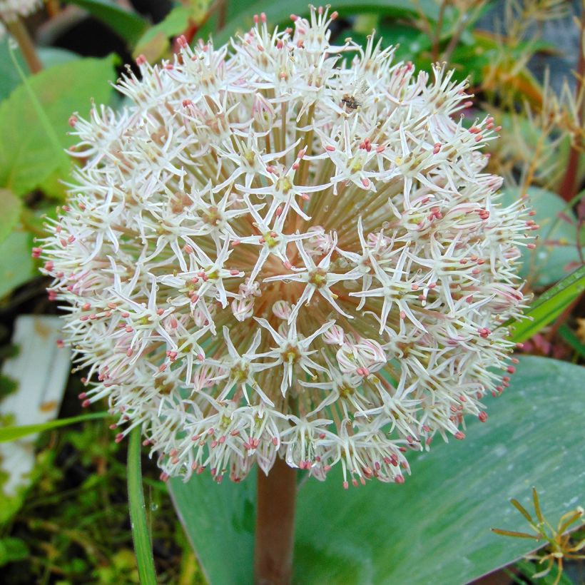 Allium karataviense - Ajo decorativo (Floración)