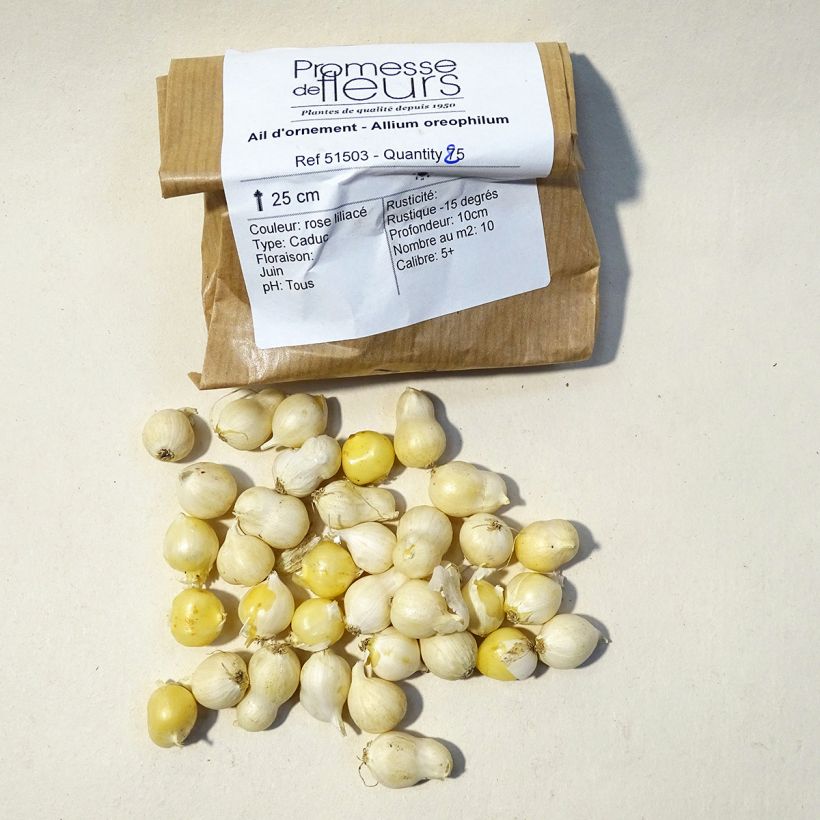 Ejemplo de ejemplar de Allium oreophilum - Ajo decorativo Bulbo calibre 3 tal y como se entrega