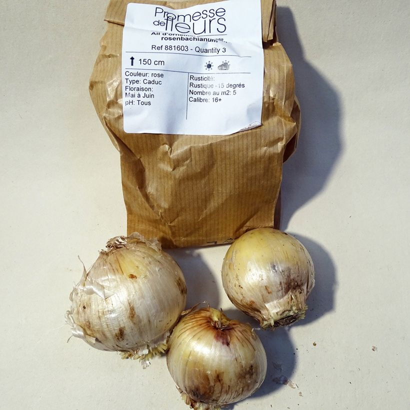 Ejemplo de ejemplar de Allium rosenbachianum - Ajo decorativo Bulbo calibre 14/16 tal y como se entrega
