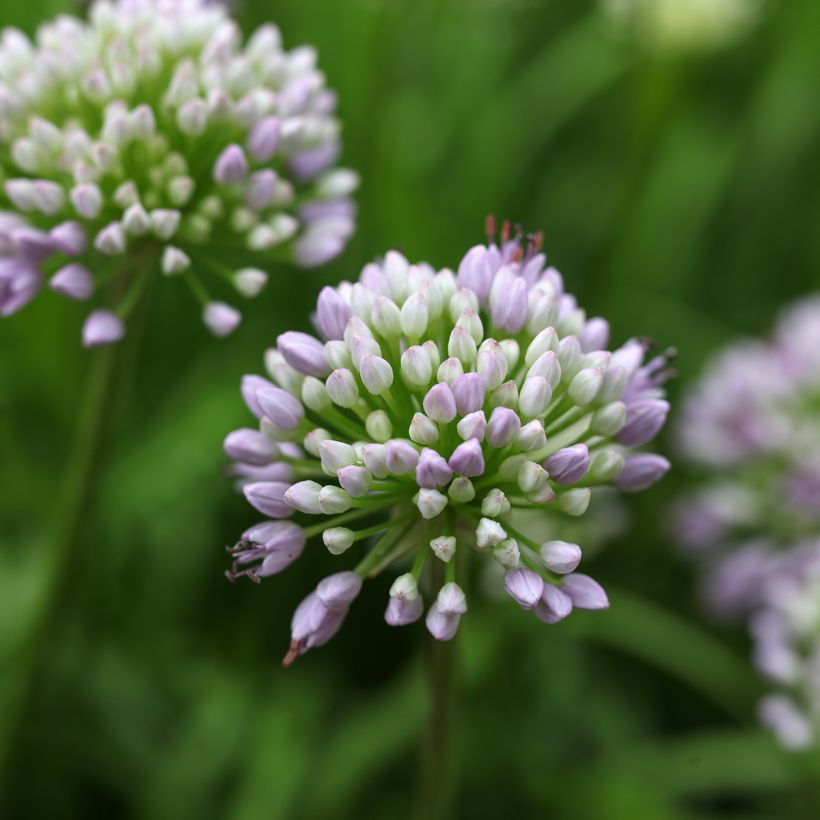 Allium senescens Summer Beauty - Ajo decorativo (Floración)