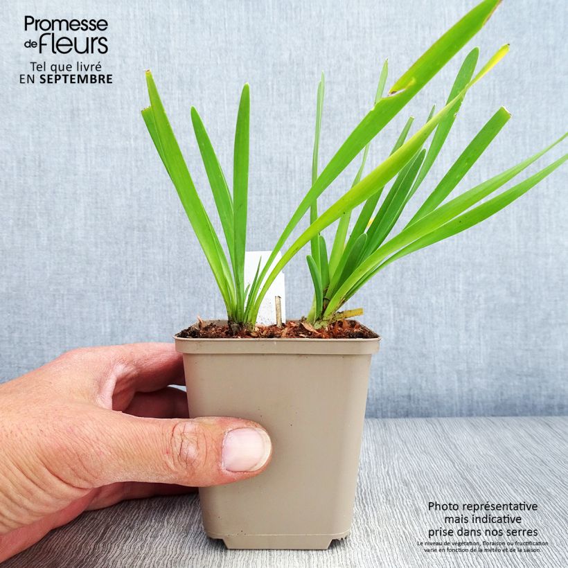 Ejemplar de Allium Serendipity - Ajo decorativo Maceta de 8/9 cm entregado en otoño