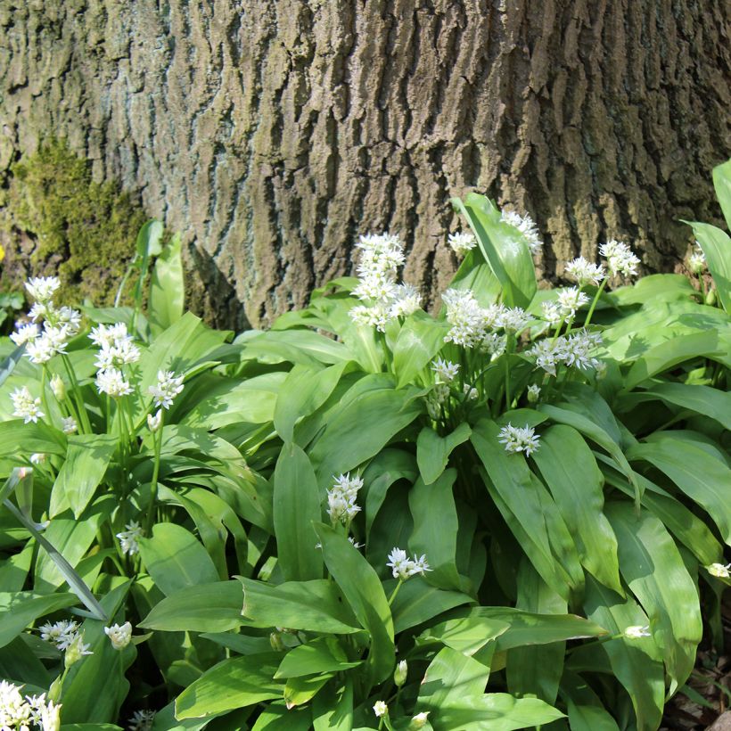Ajo de oso (maceta) - Allium ursinum (Porte)