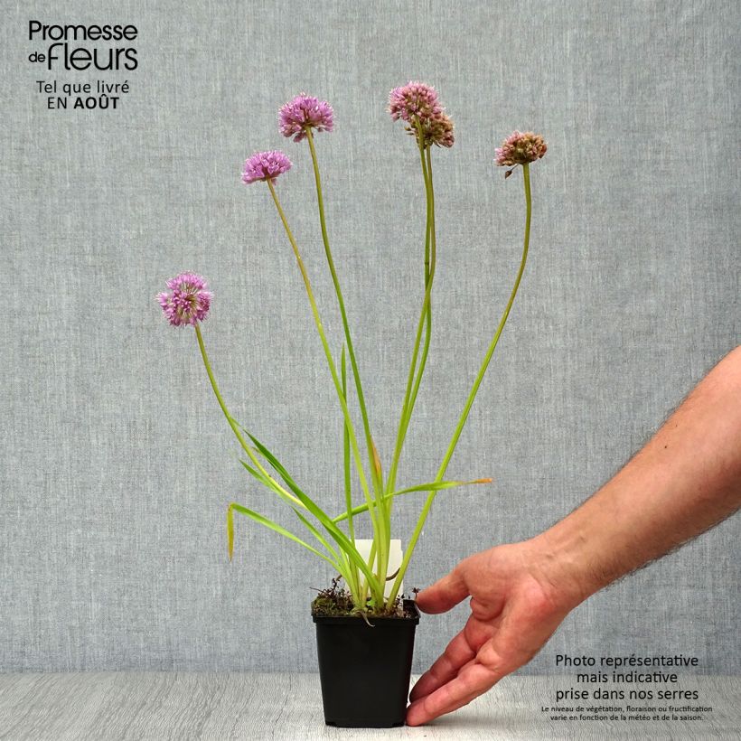 Ejemplar de Allium Millenium - Ajo decorativo Maceta de 8/9 cm entregado en verano