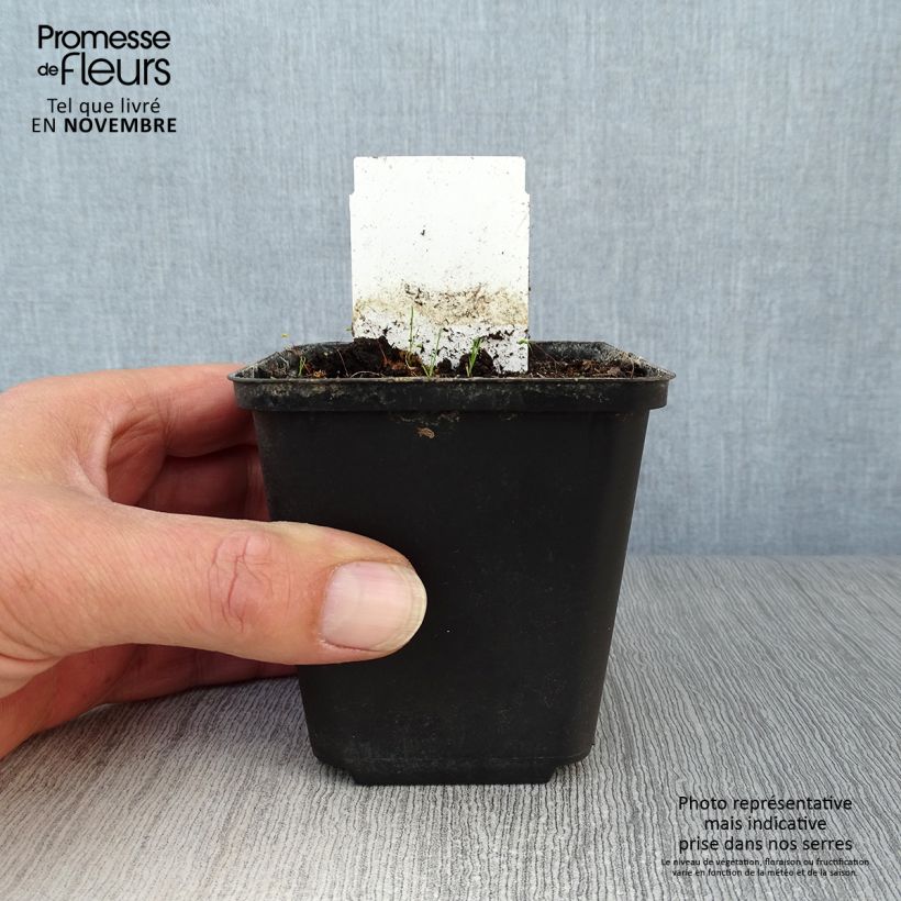 Ejemplar de Allium karataviense - Ajo decorativo   Maceta de 12 cm / 13 cm entregado en otoño
