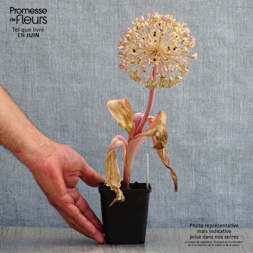 Ejemplar de Allium karataviense - Ajo decorativo   Maceta de 12 cm / 13 cm entregado en verano