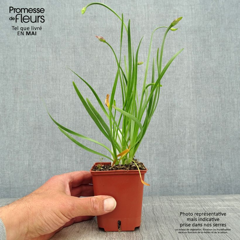 Allium Avatar - Ajo decorativo Maceta de 7/8 cm calibre I Ejemplar entregado en la primavera